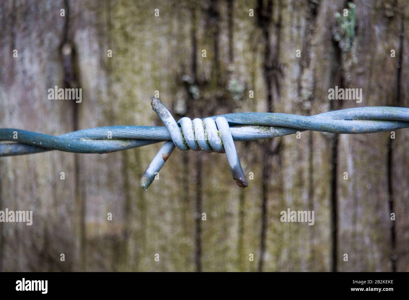 close-up of a piece of barbed wire in the foreground with old wood in the background Stock Photo