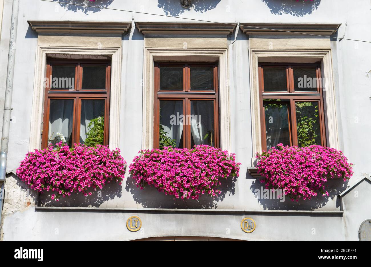 Fensterblumen, Petunien (Petunia), Altstadt, Krakau, Polen Stock Photo