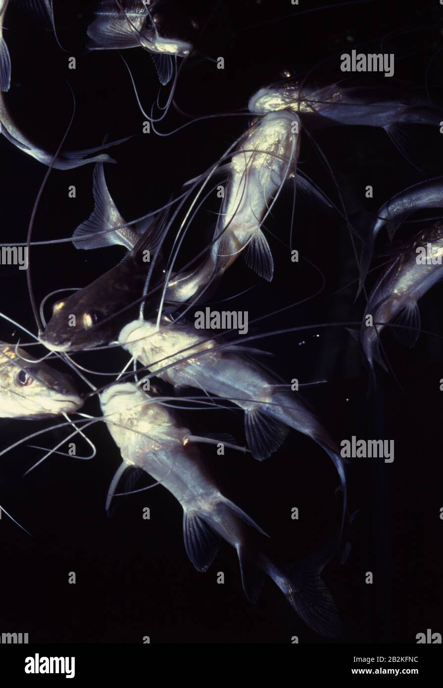 Dusky antenna catfish, Pimelodus blochii Stock Photo
