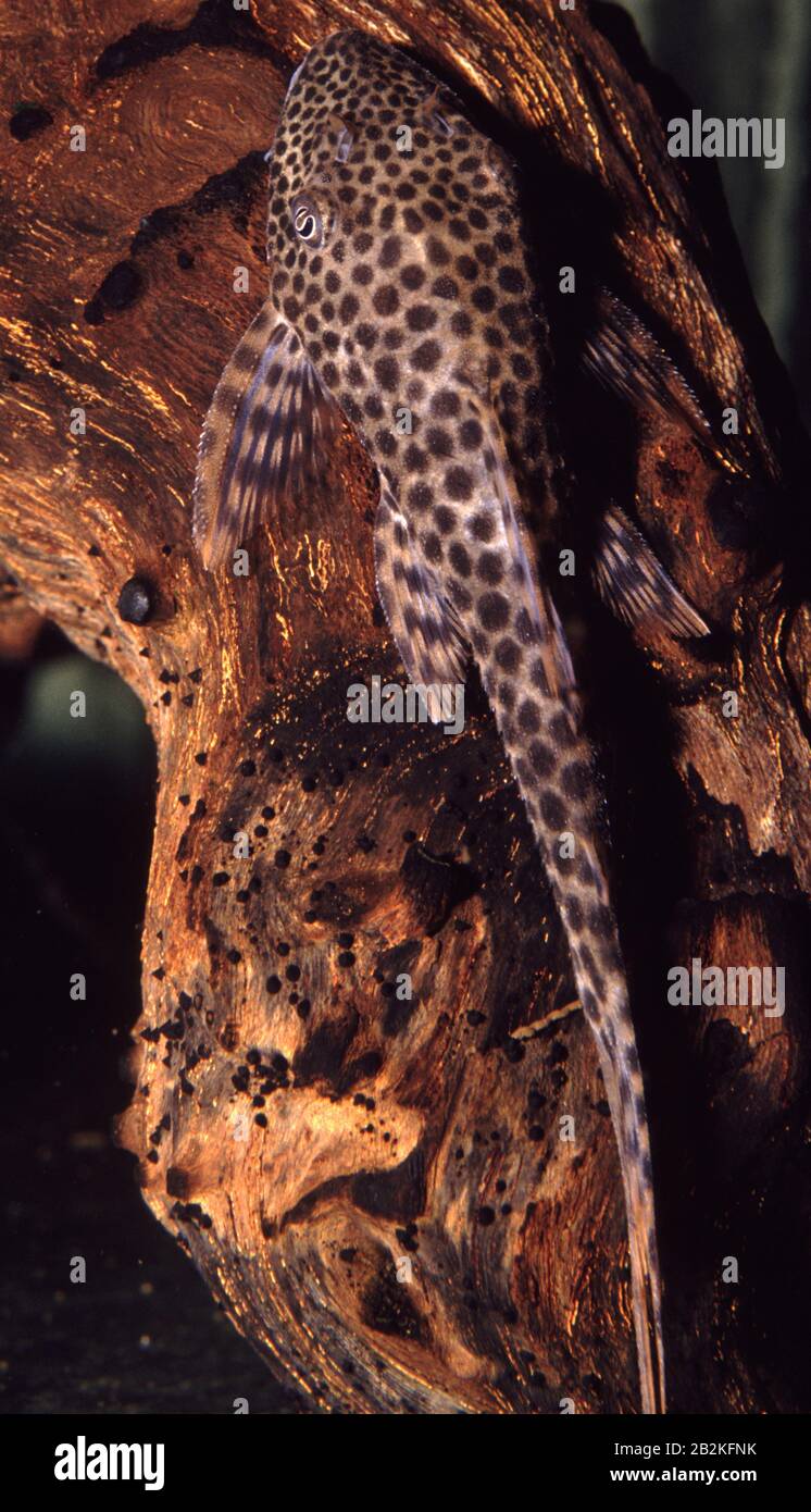 Spotted suckercat or pleco, Hypostomus punctatus Stock Photo