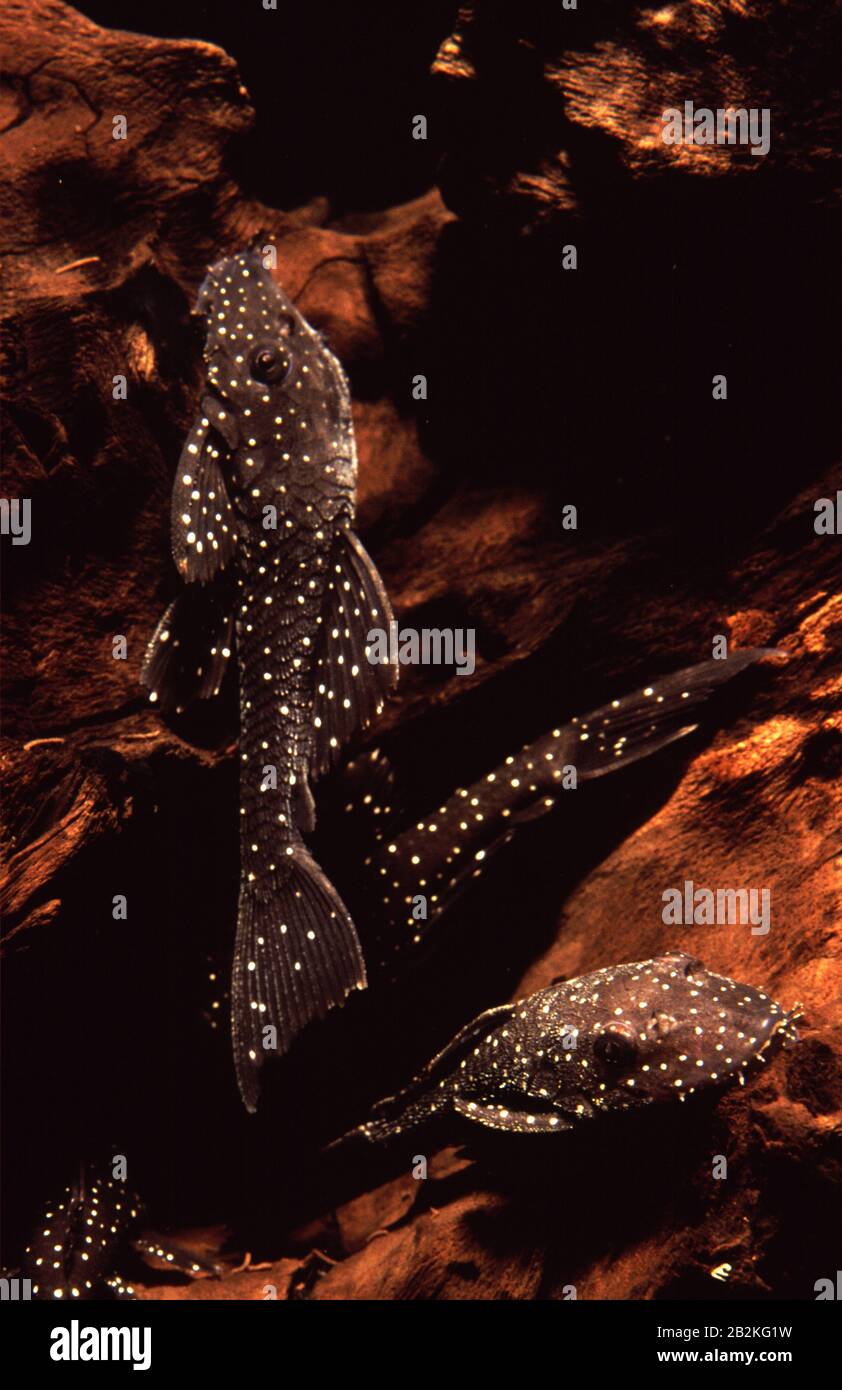 Snowflake bristlenose catfish, Ancistrus hoplogenys Stock Photo