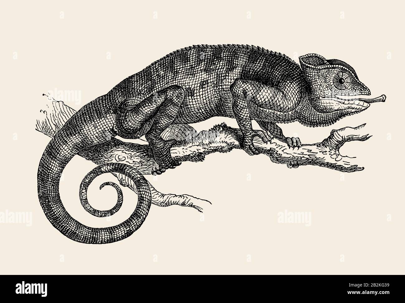 African chameleon (Chamaeleo africanus) specimen in an old illustration for schoolbook. 19th century. Stock Photo