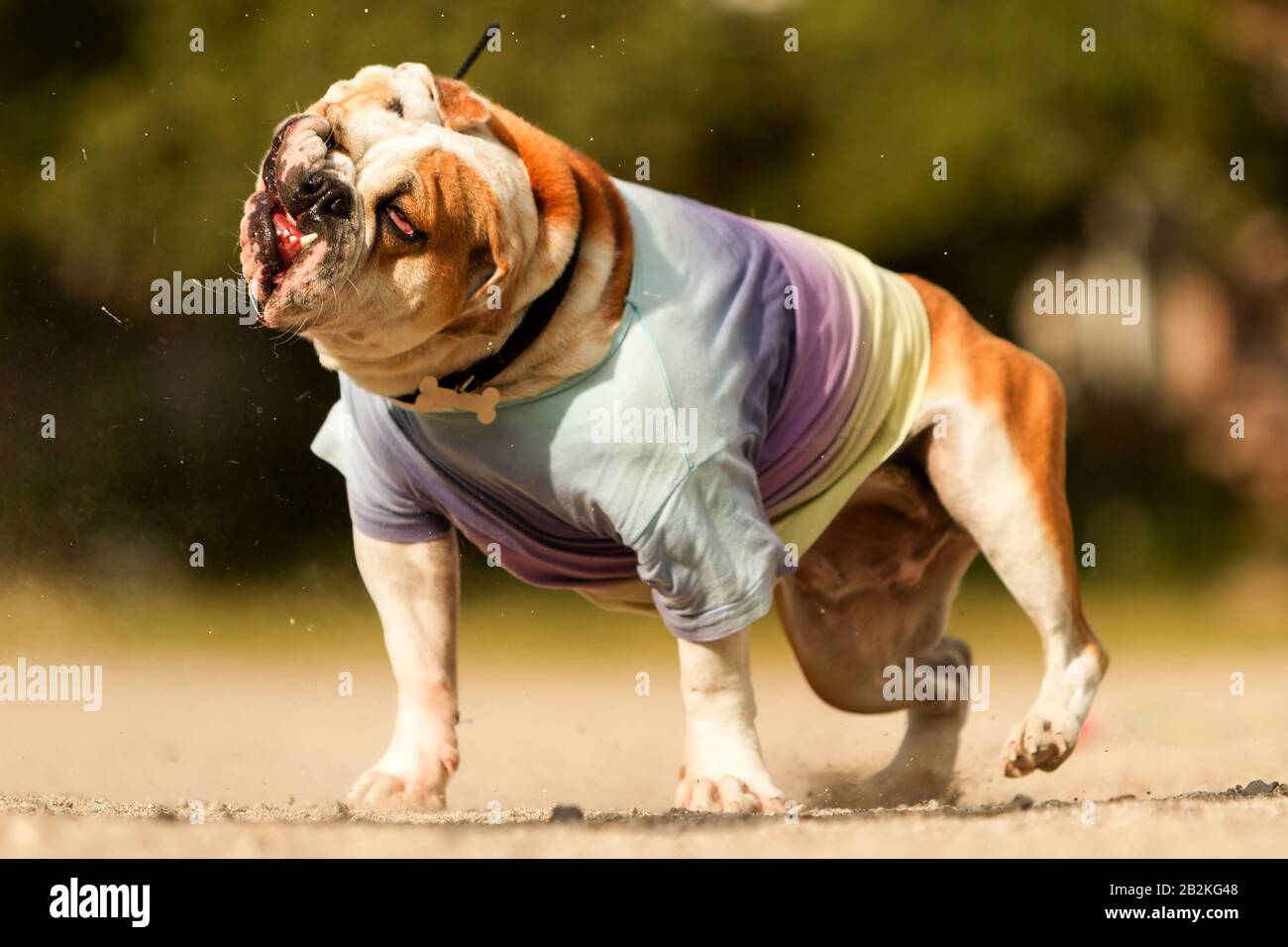 english bulldog dancing