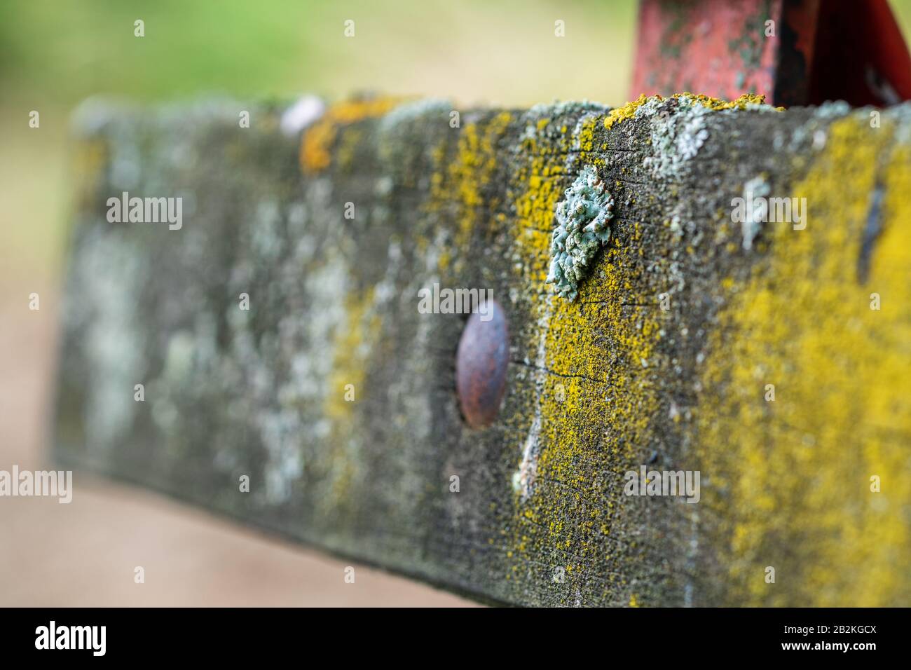 Foliose lichen, a complex organism that arises from a symbiotic relationship between fungi and a photosynthetic partner, on an old wooden bench. Macro Stock Photo