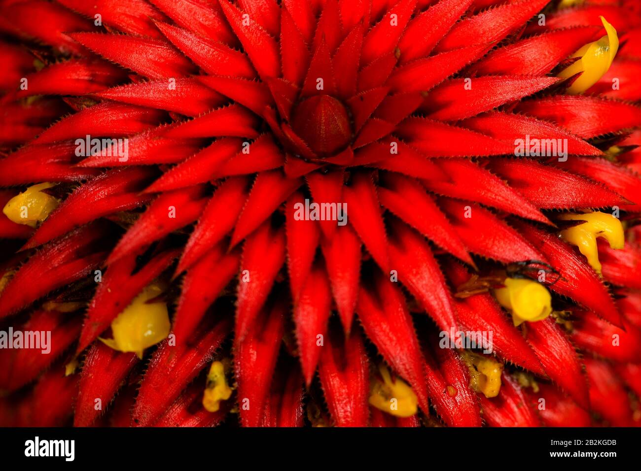 Heliconia Epiphyta Rare Flower From Amazonian Basin Stock Photo Alamy