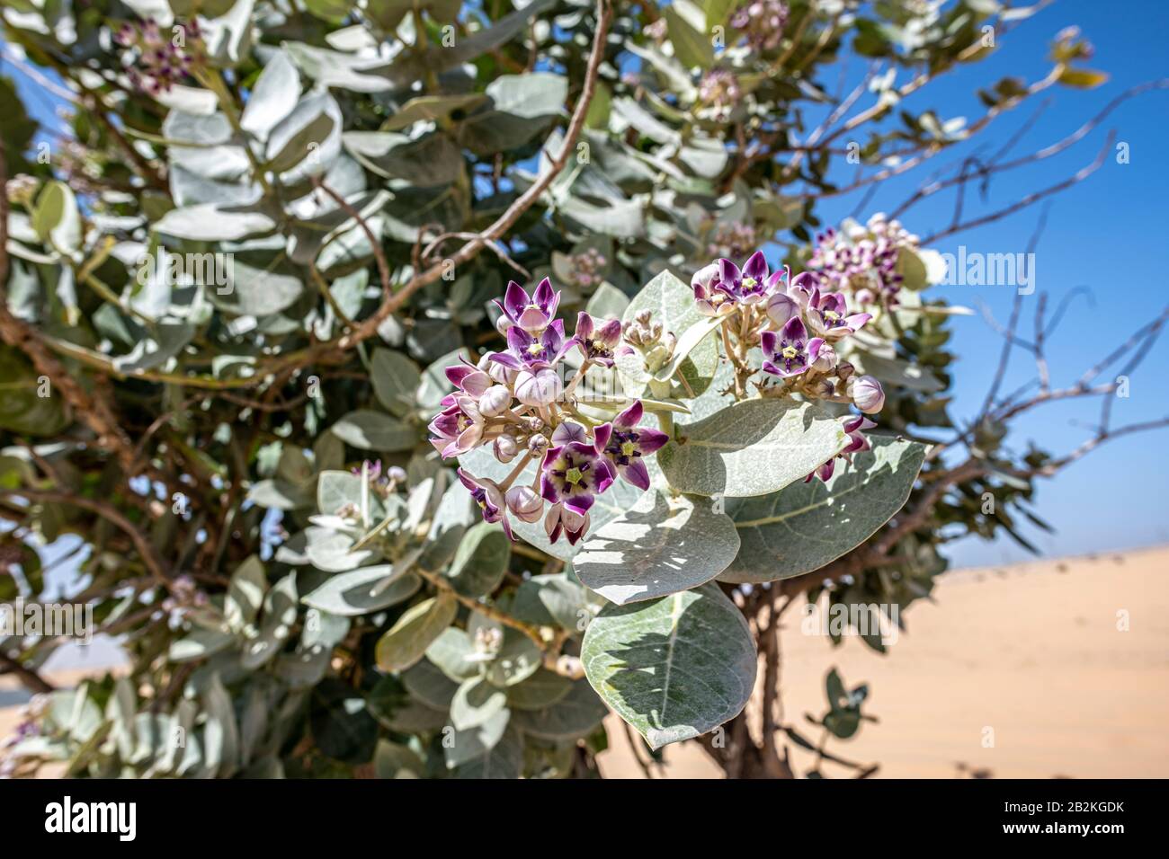 flower of Sodom Apple Shrub, Evergreen shrub, in the desert moving with the wind with red sand dunes and blue sky, Middle East, Arabian Peninsula Stock Photo