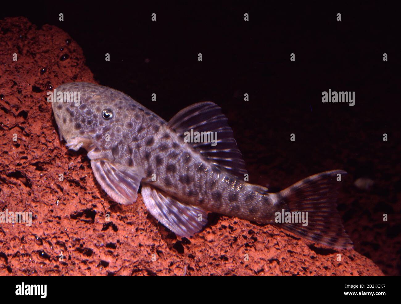 Spotted bulldog catfish, Chaetostoma sp. L 148 Stock Photo