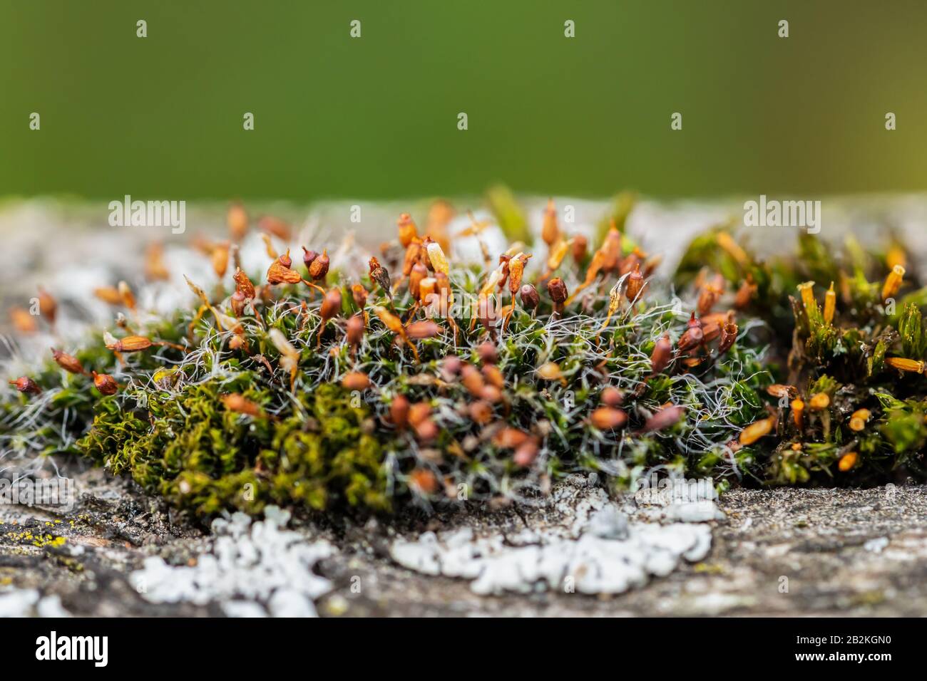 Macro shot of green moss (Hypnum cupressiforme) with capsules (sporangium) containing spores. It is a bioindicator for environmental pollution Stock Photo