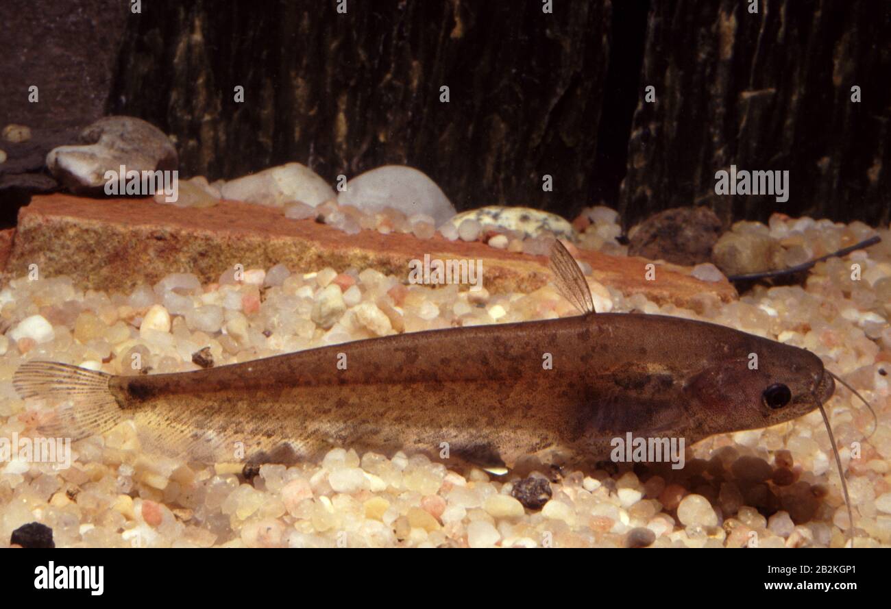 Two-spot glass catfish, Ompok bimaculatus Stock Photo