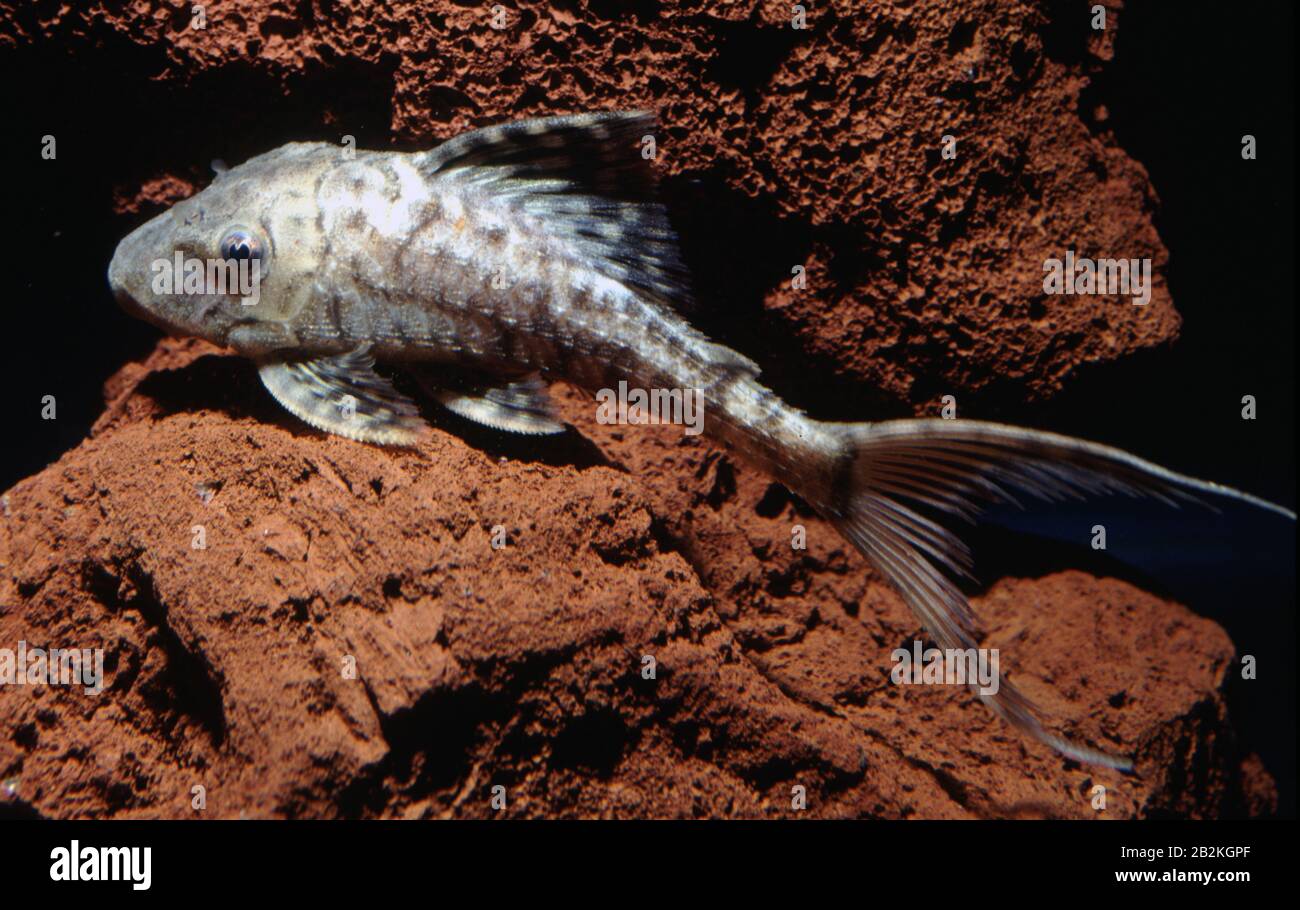 Suckermouth catfish, Panaque sp. L 90 Stock Photo