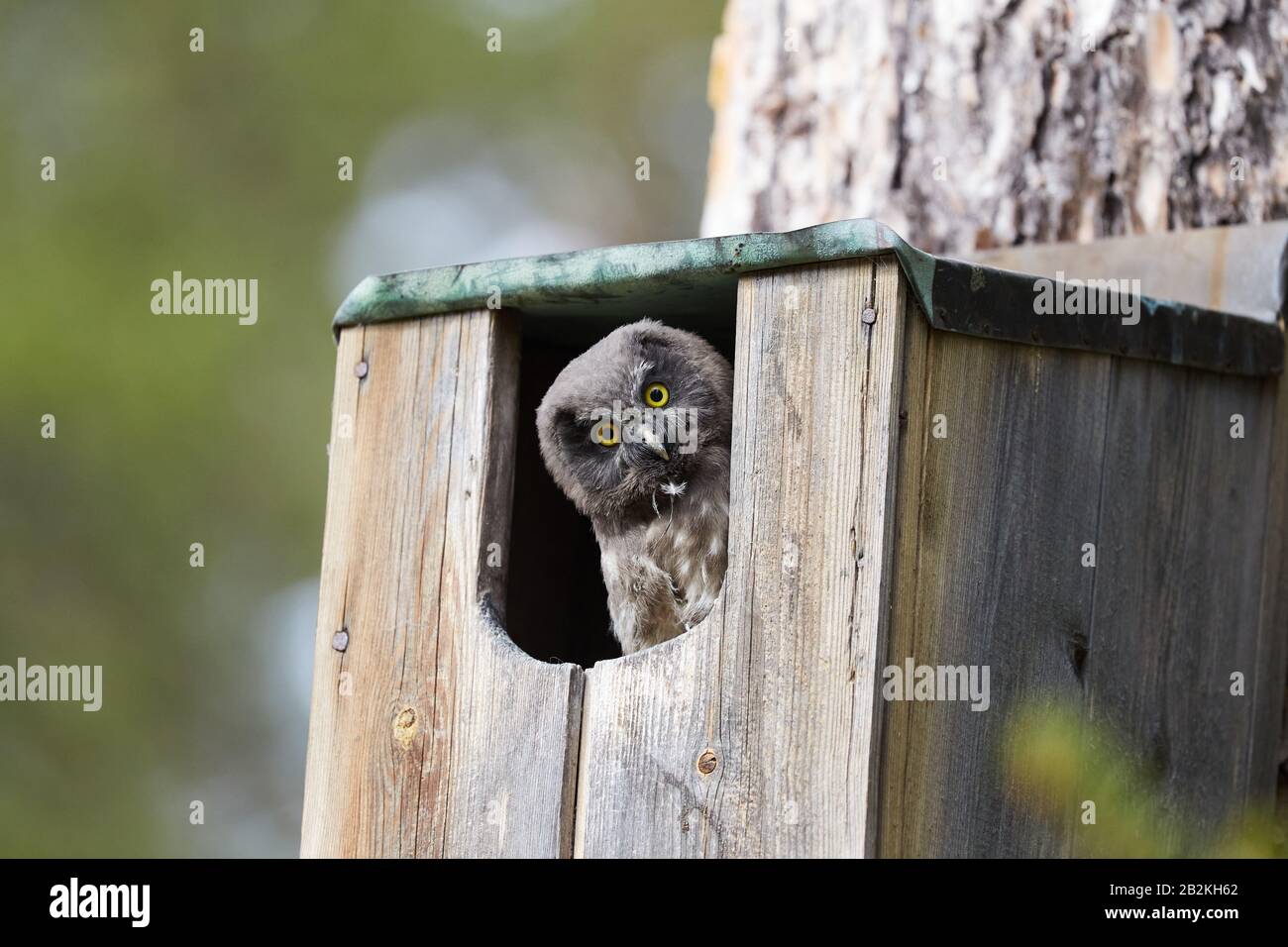 Grey Owl fledgling peeping out of a nesting box Stock Photo