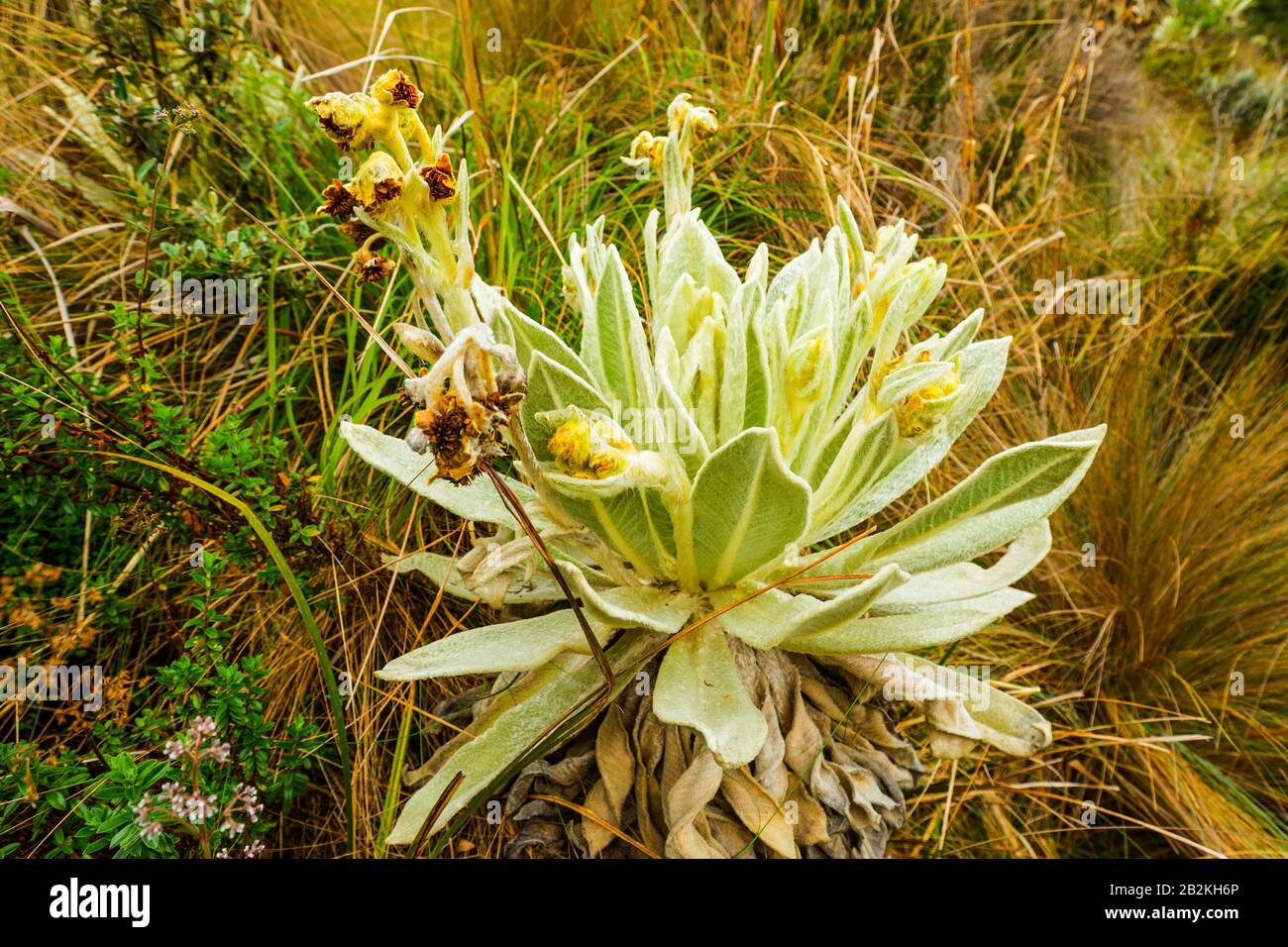 Rosette of elongated textured leaves hi-res stock photography and ...