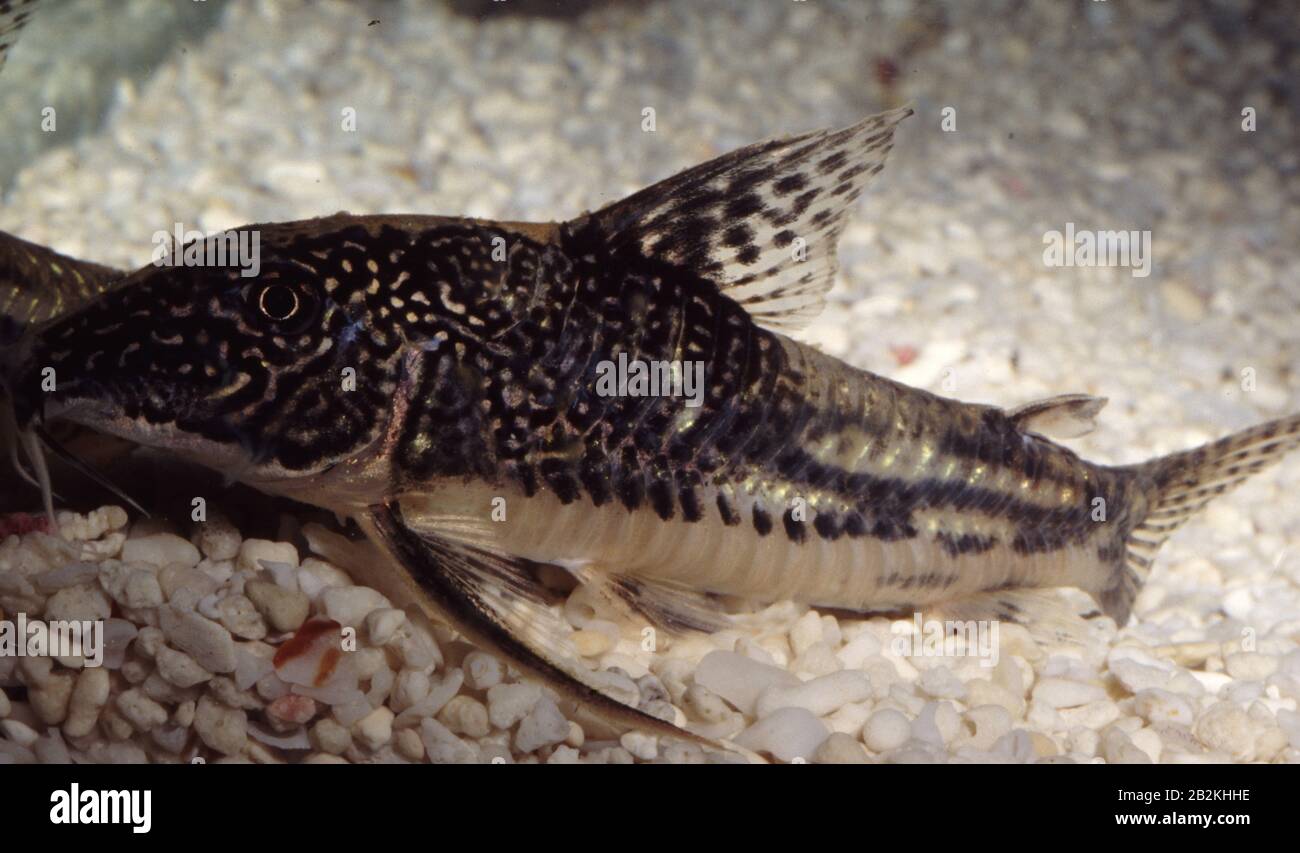 Banded Or Filigree Cory, Corydoras Barbatus Stock Photo - Alamy