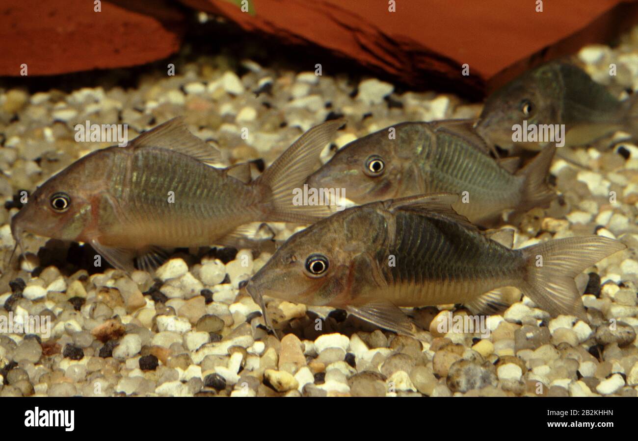 Common Brochis or armored catfish, Brochis splendens Stock Photo
