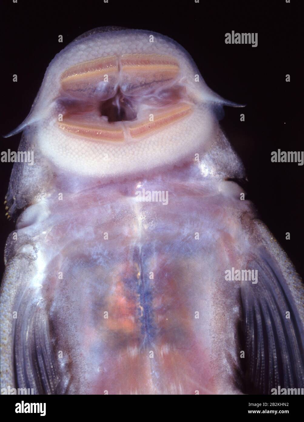 Ventral view of a sucker mouth loricariid fish (Ancistrus sp.) Stock Photo