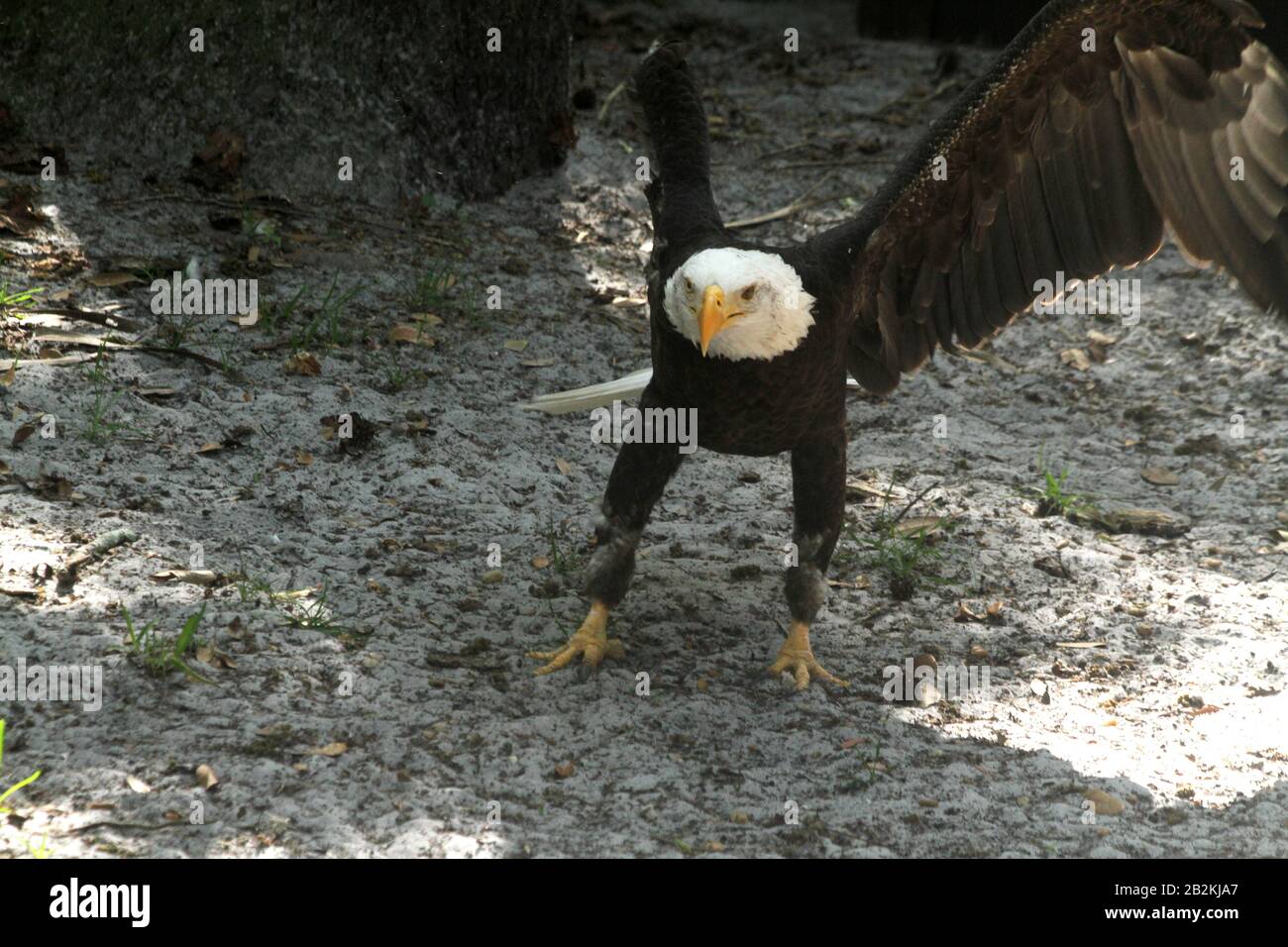 Bald eagle in captivity, spreading its wings Stock Photo Alamy