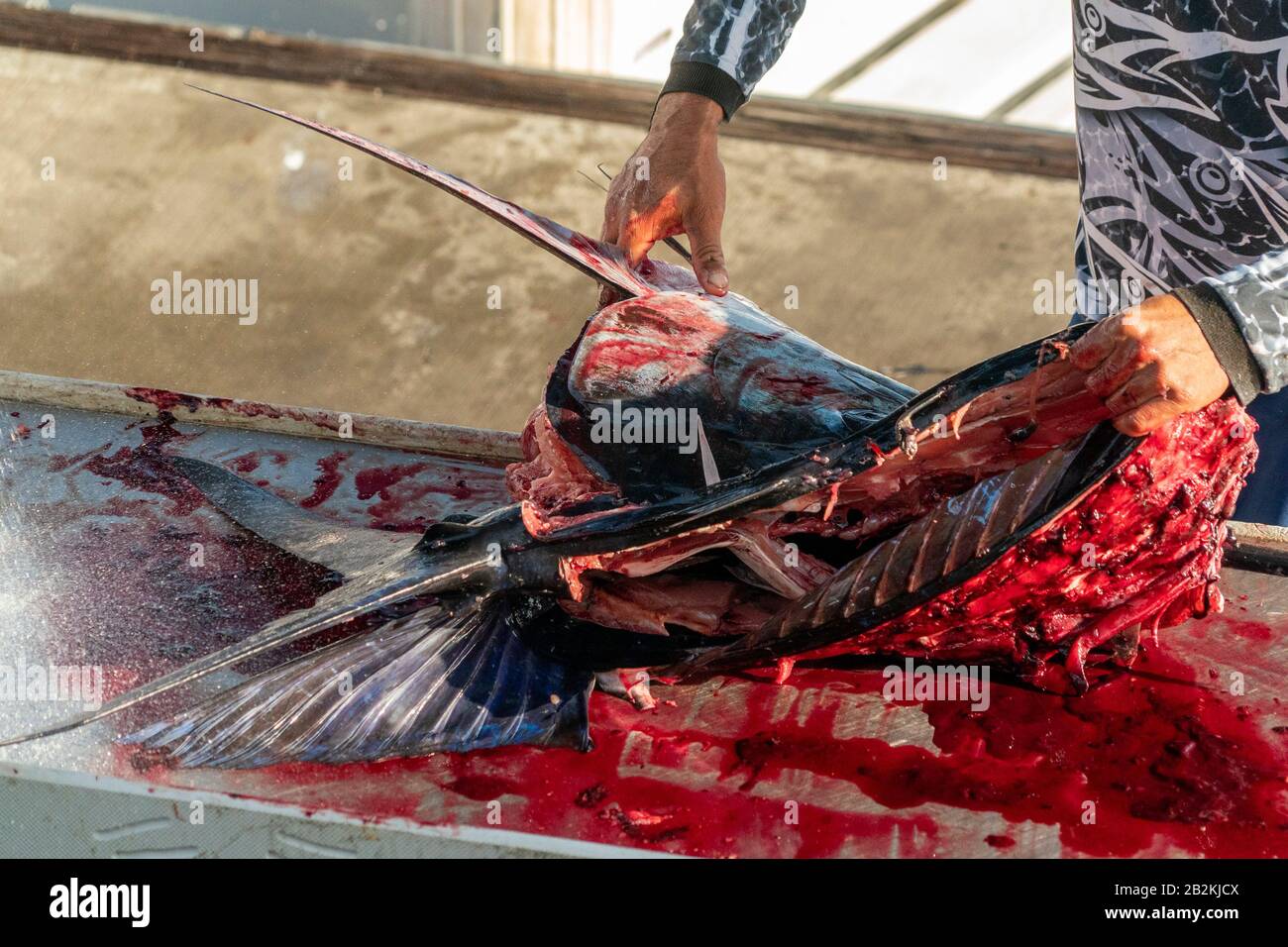 fisherman hands cutting a fresh marlin detail Stock Photo