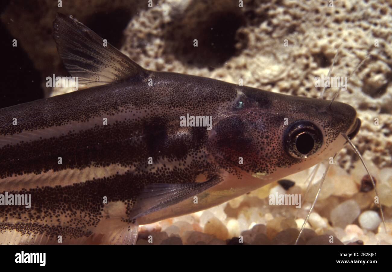 Striped glass catfish, Schilbe intermedius Stock Photo