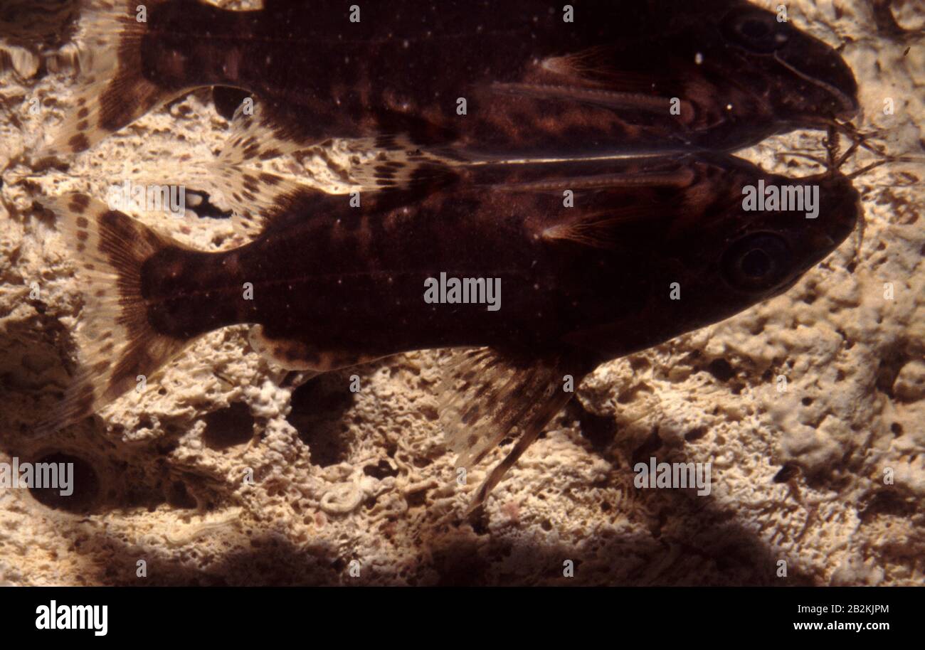 Upside-down catfish, Synodontis nigriventris Stock Photo