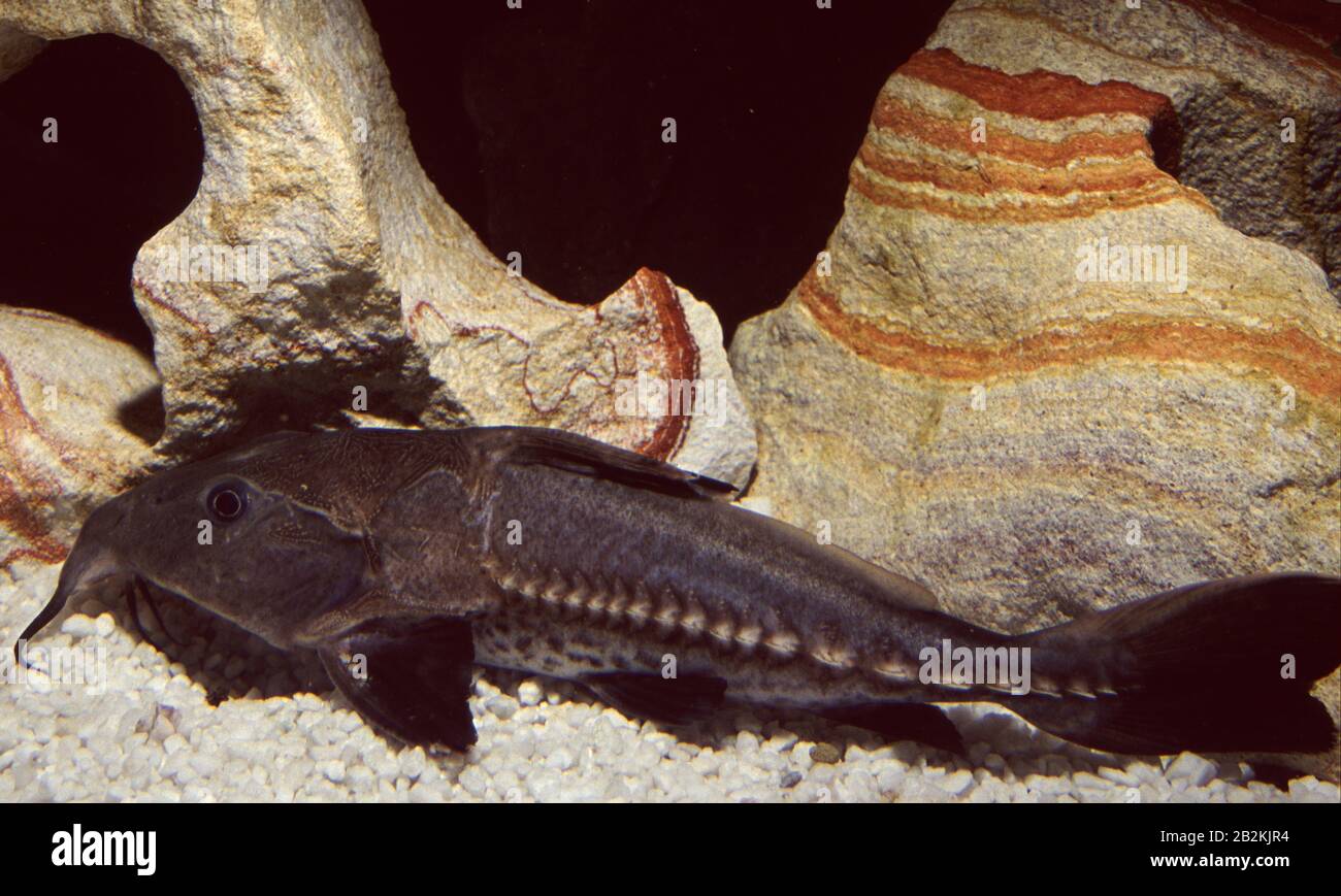 Black talking catfish, Pseudodoras niger Stock Photo