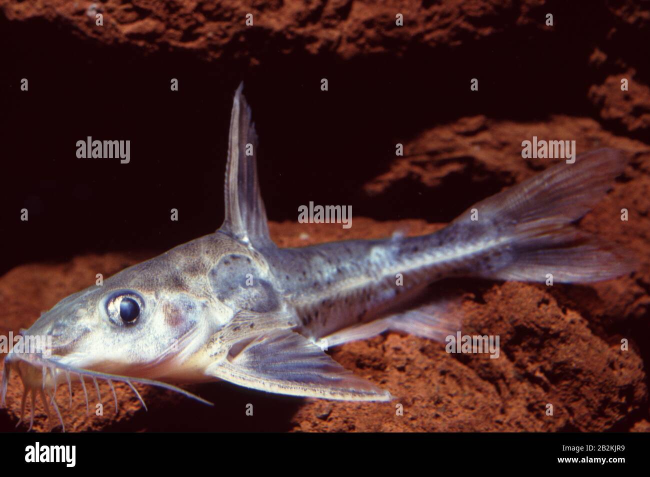Maranon thorn catfish, Opsodoras stubeli Stock Photo
