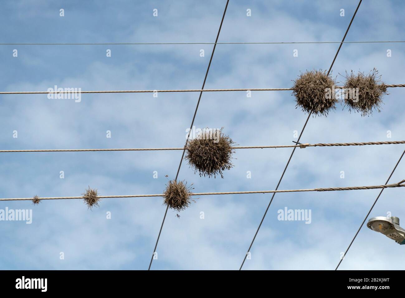 Tillandsia recurvata aerial Plant growing on power lines in Baja California Sur Mexico Stock Photo