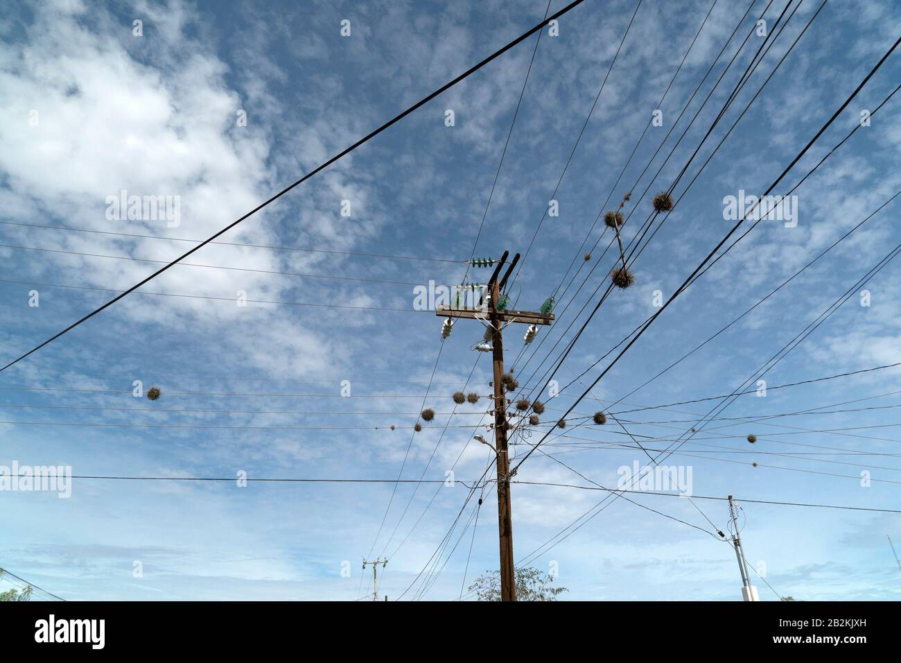Tillandsia recurvata aerial Plant growing on power lines in Baja California Sur Mexico Stock Photo