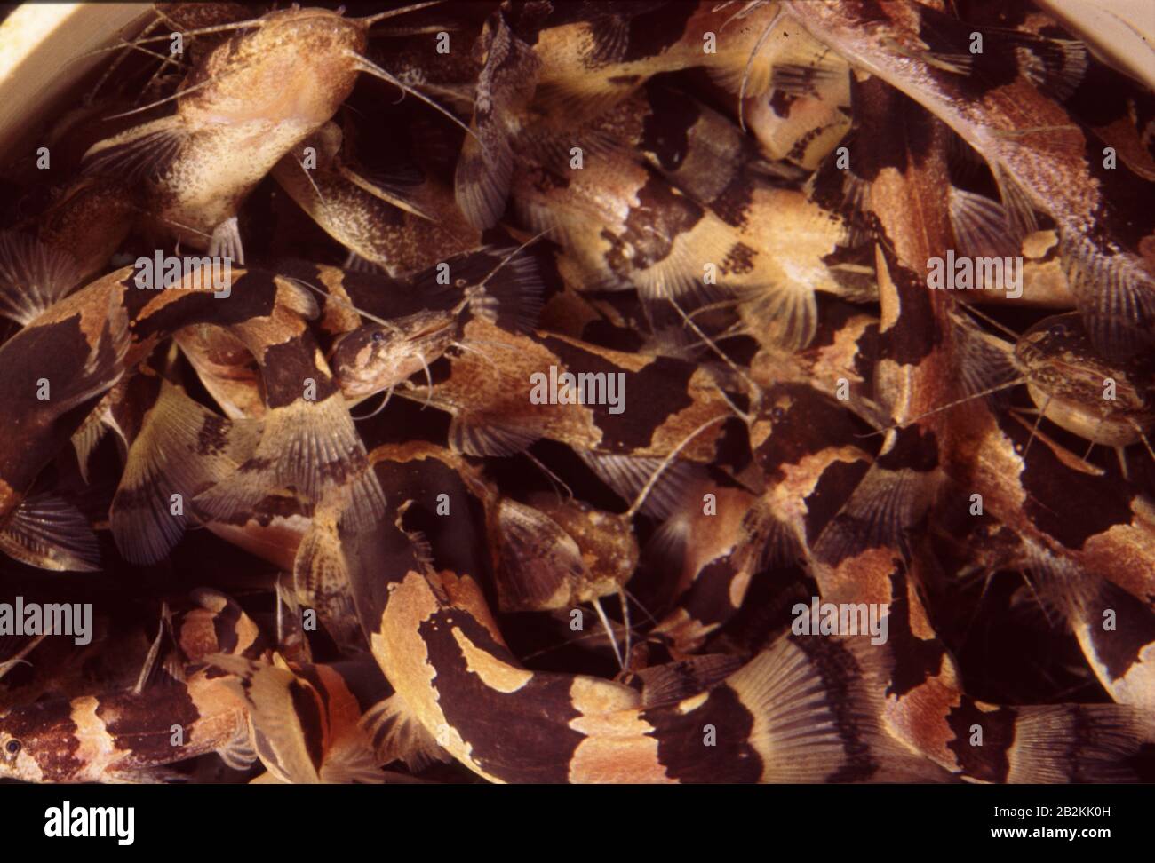 South american bumblebee catfish, Microglanis iheringi Stock Photo