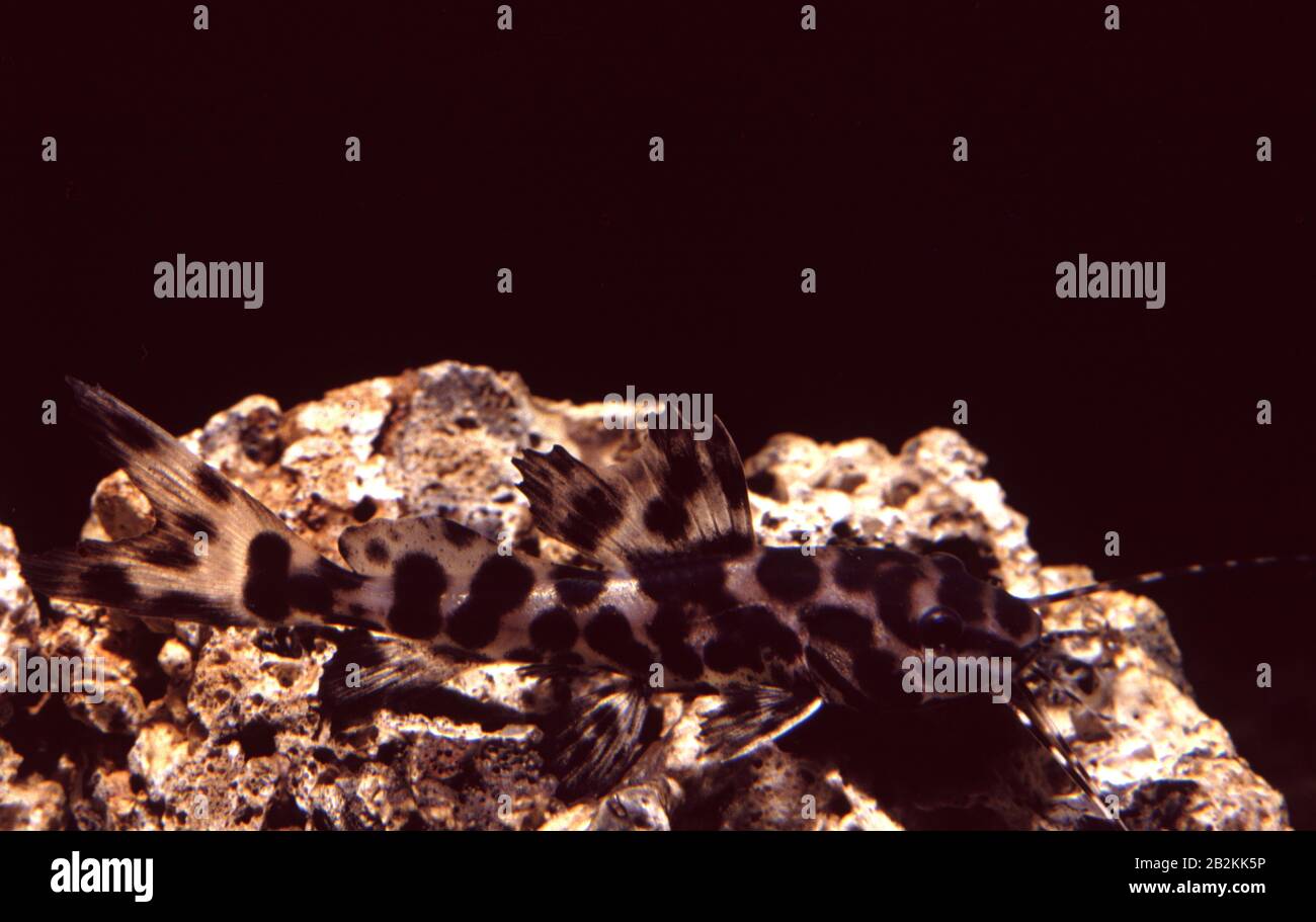 Marble antenna catfish, Leiarius marmoratus Stock Photo