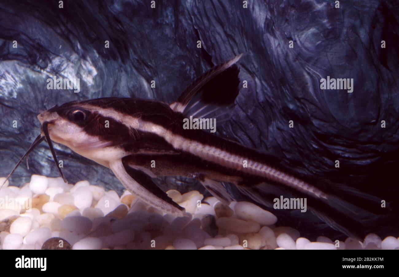 Chocolate doradid catfish, Platydoras costatus Stock Photo