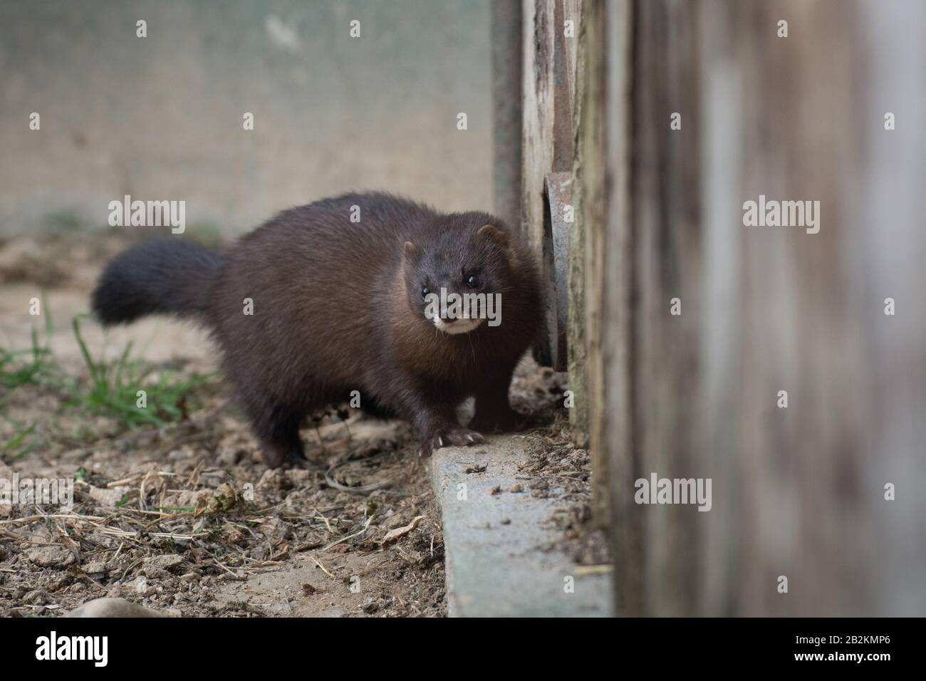 Cute little wild European mink surprised Madrid Stock Photo