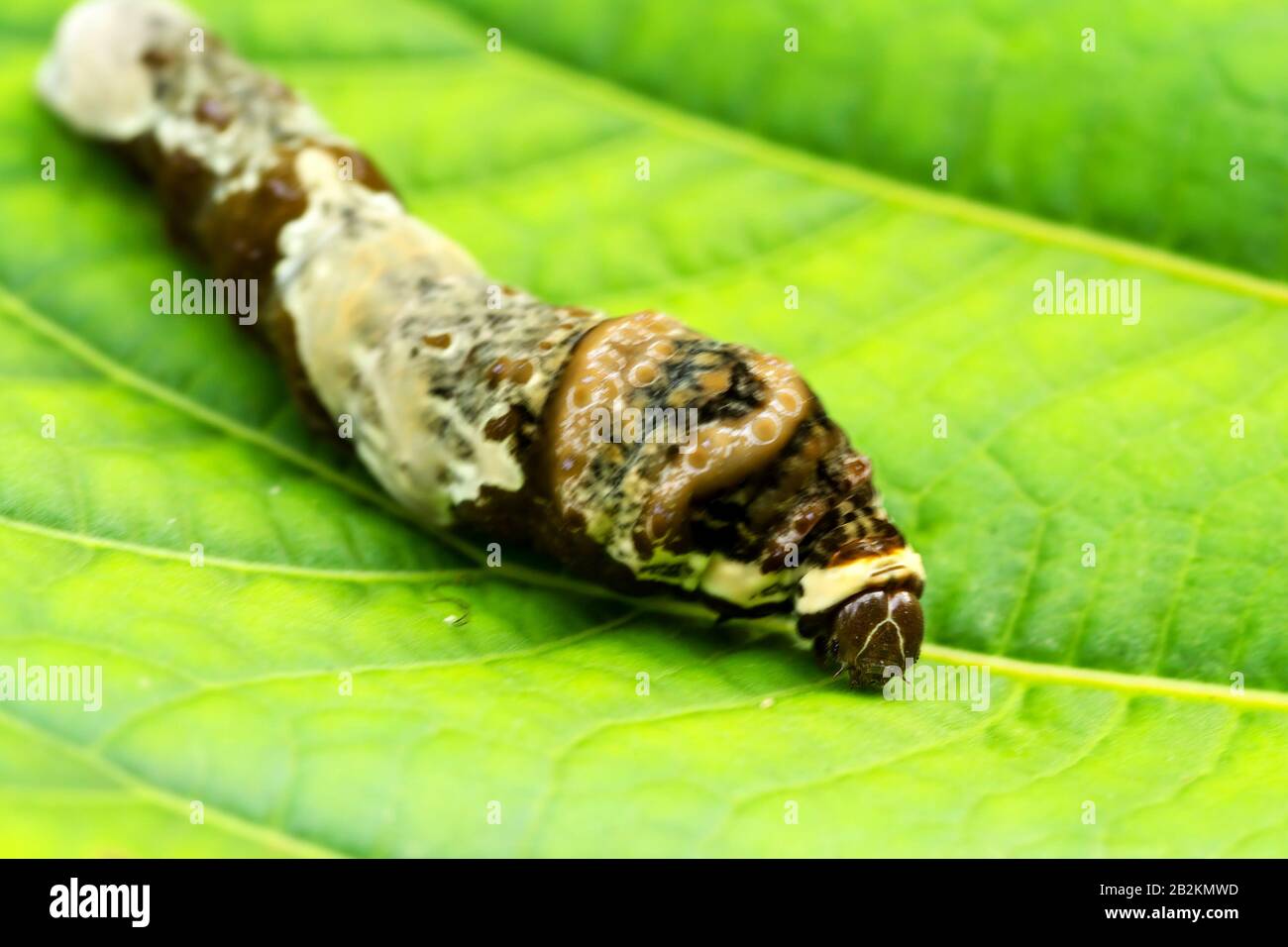 Larva Of Owl Butterfly Sitting On A Leaf Shoot In Amazonian Rainforest