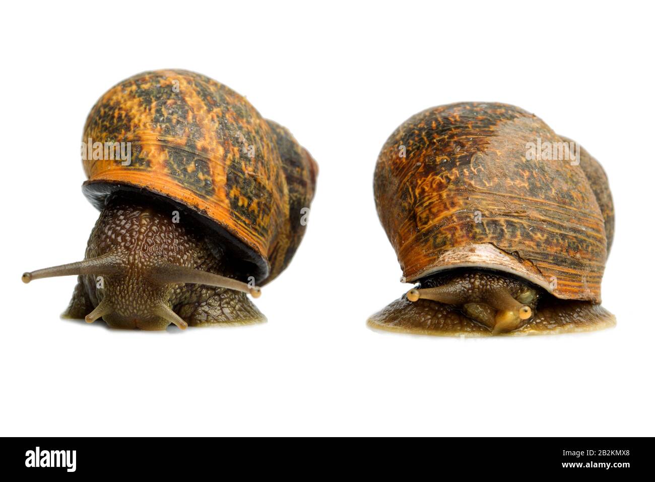 Male And Female Snail Competing On A White Studio Background Stock