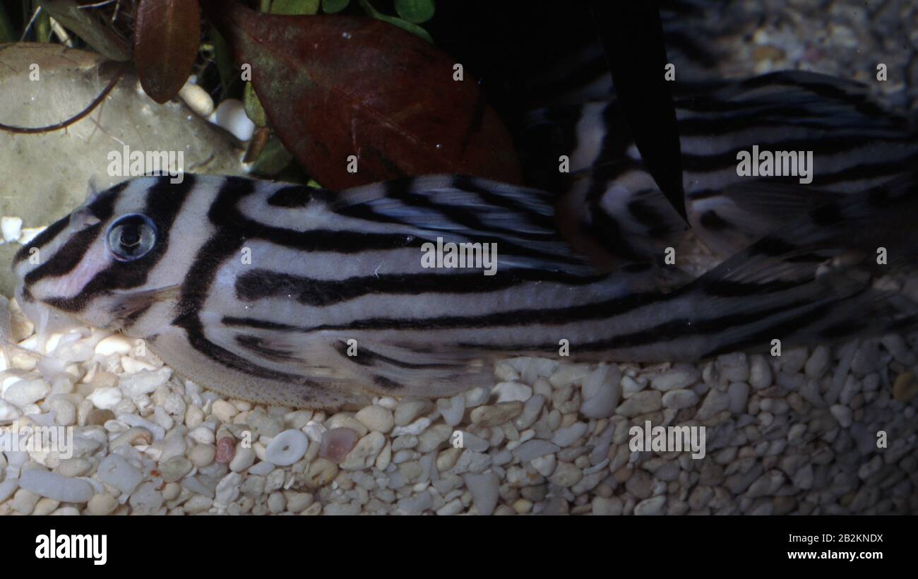 Zebra suckermouth, Hypancistrus zebra Stock Photo