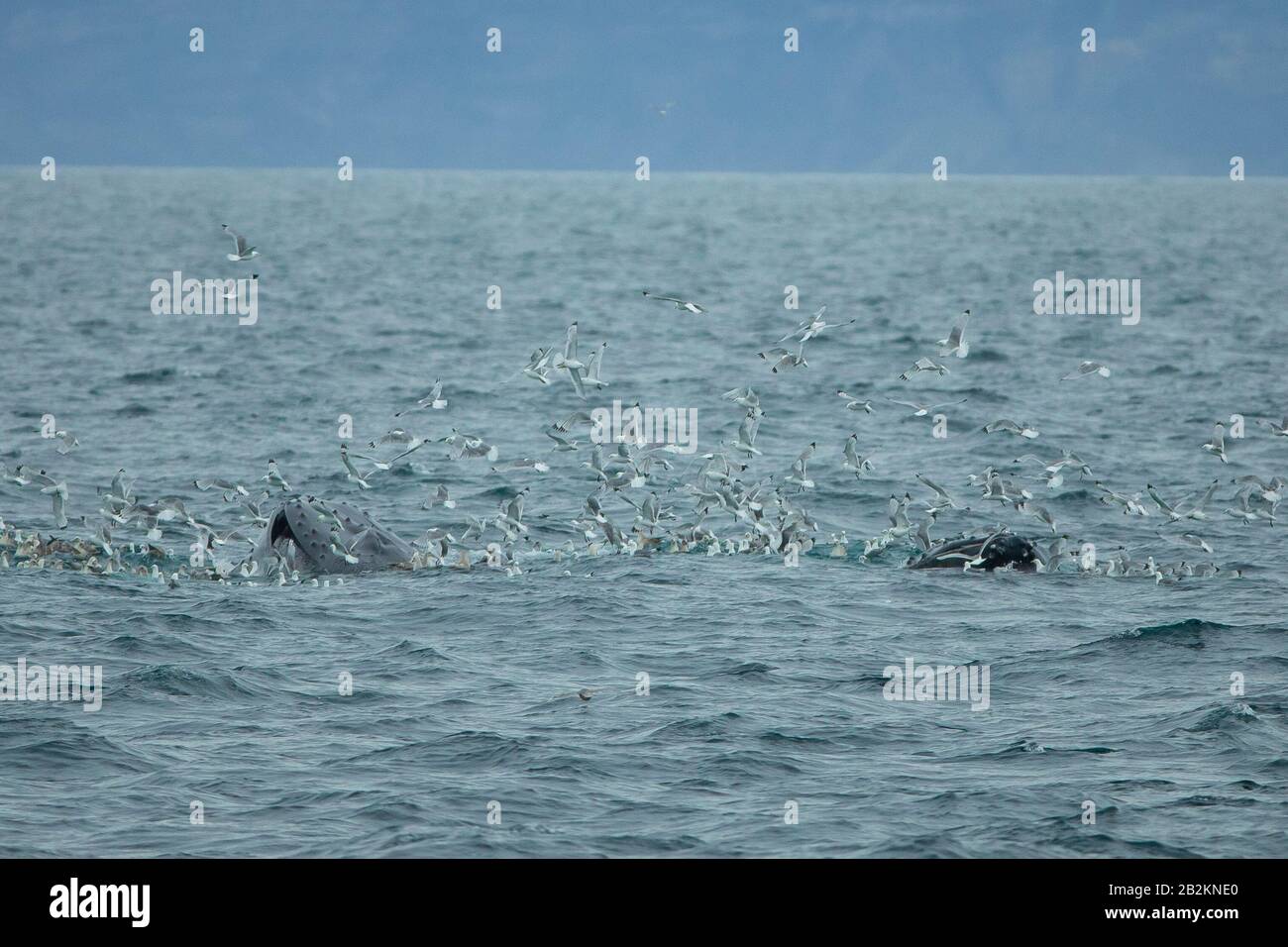 Humpback whale wallpaper hi-res stock photography and images - Alamy