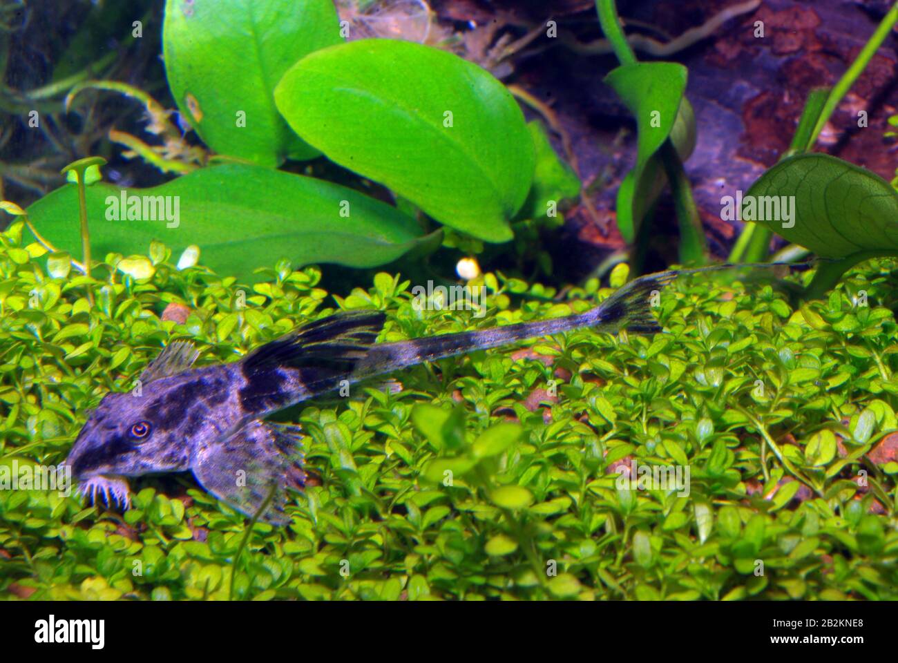 Laceolate whiptail catfish, Rineloricaria lanceolata Stock Photo