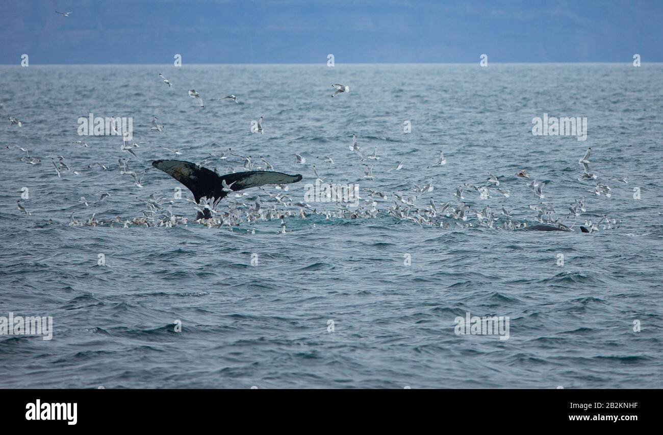 Humpback-whale from the north, Spitsbergen, Norway. Marine mammals from the arctic, traveling around the world. Stock Photo