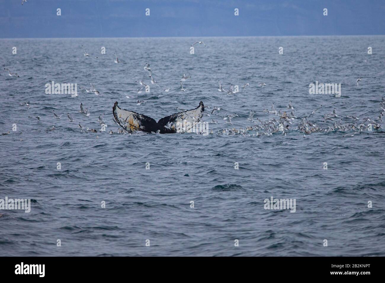 Humpback-whale from the north, Spitsbergen, Norway. Marine mammals from the arctic, traveling around the world. Stock Photo