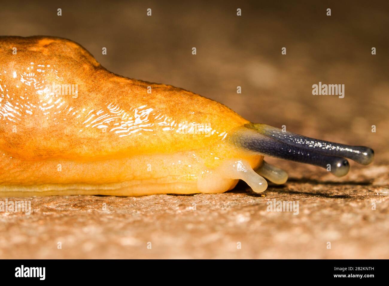 A Snail Without A Shell They Are Often Called Slugs Shoot In Ecuadorian Rainforest Stock Photo