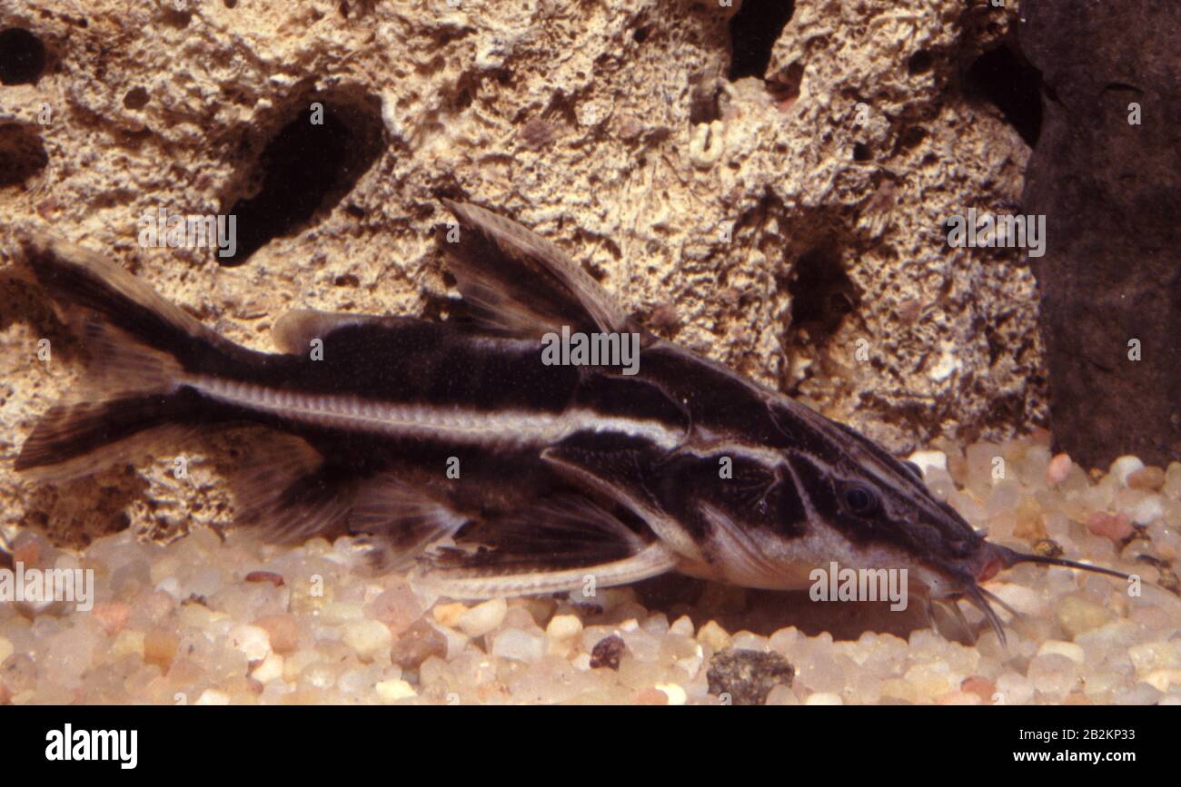 Humbug catfish, Platydoras armatulus Stock Photo