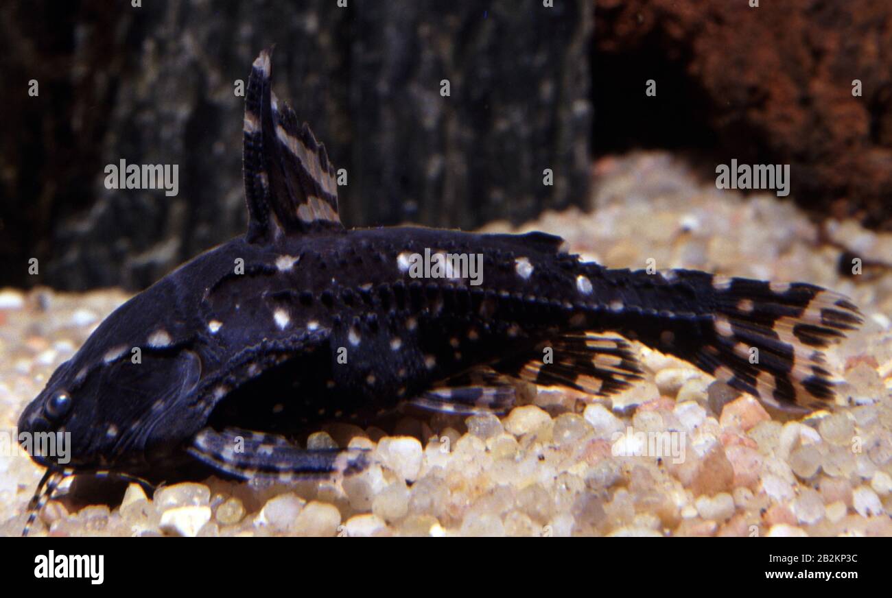 White-spotted talking catfish, Agamyxis pectinifrons Stock Photo
