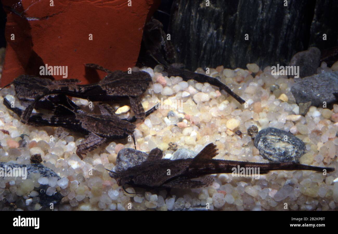 Two-colored banjo catfish, Dysichthys coracoideus Stock Photo