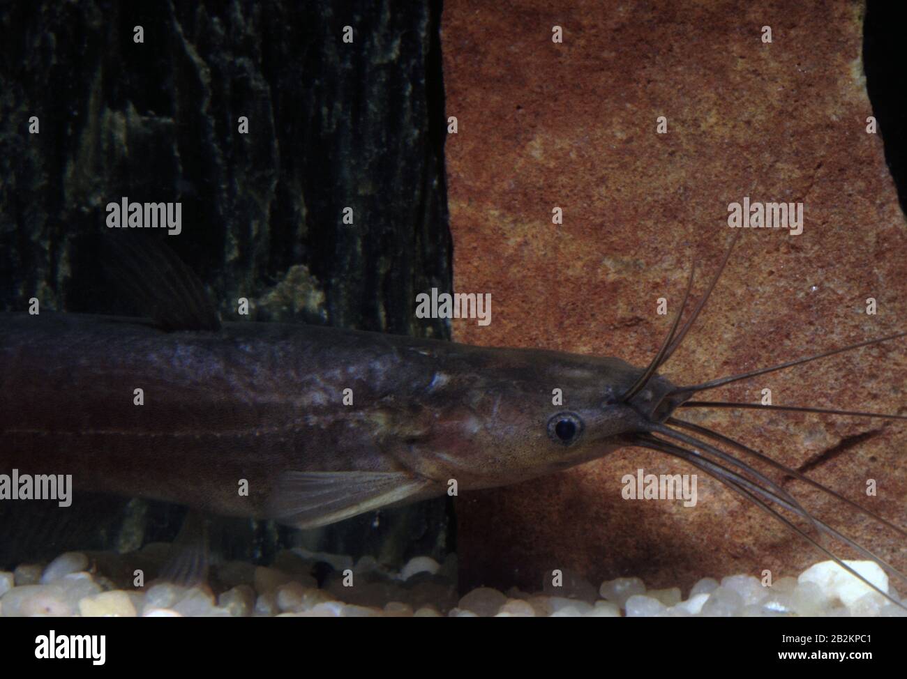 Small asian stinging catfish, Heteropneustes microps Stock Photo