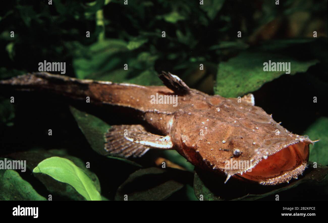 Chocolate frogmouth catfish, Chaca bankanensis Stock Photo