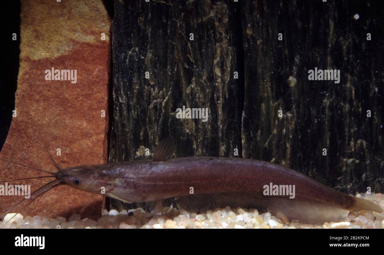 Small asian stinging catfish, Heteropneustes microps Stock Photo