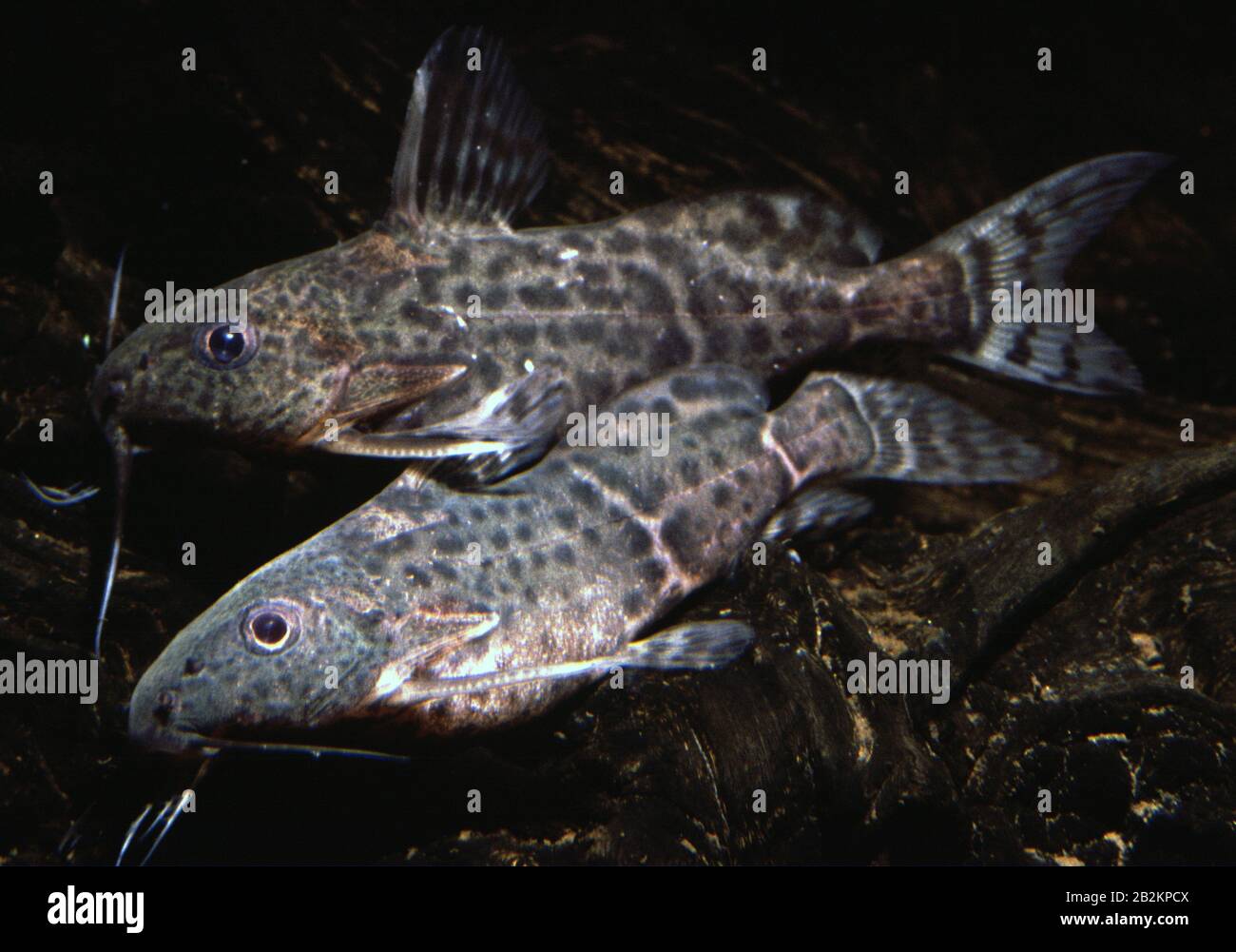 Upside-down catfish, Synodontis nigriventris Stock Photo