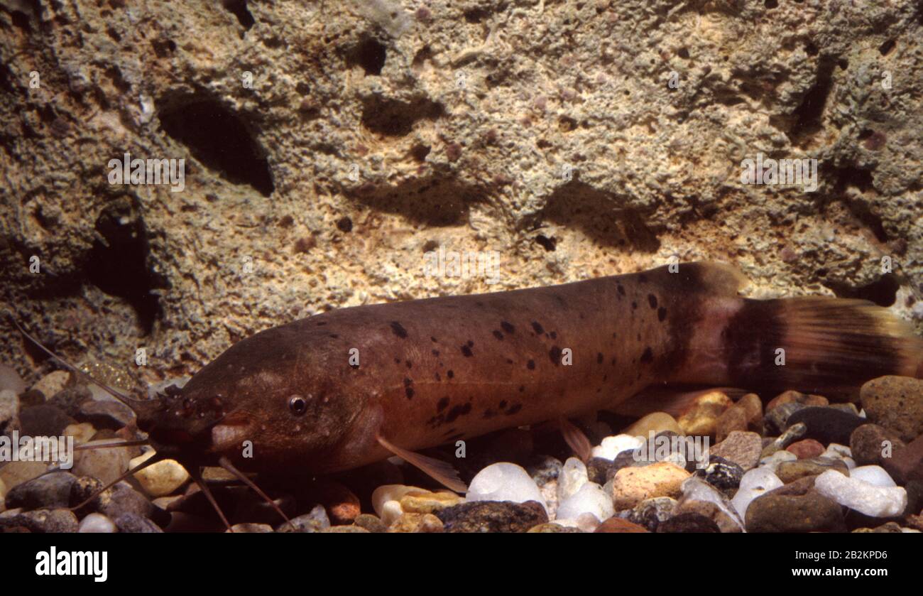 Small electric catfish, Malapterurus microstoma Stock Photo