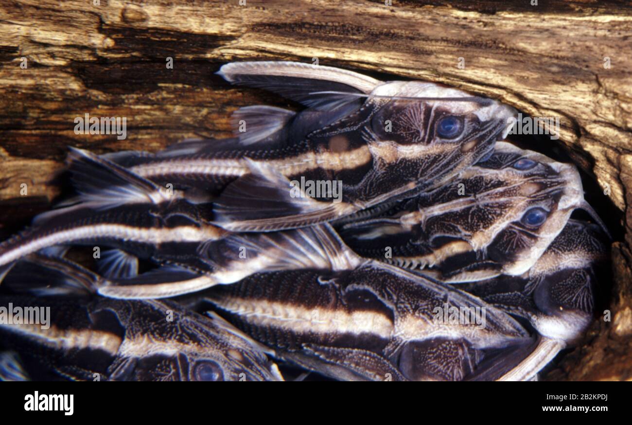 Chocolate doradid catfish, Platydoras costatus Stock Photo