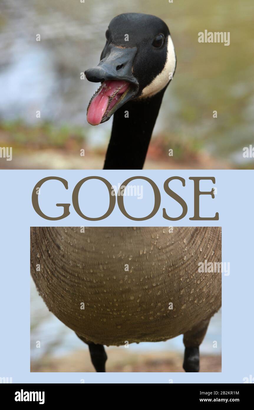 Collage of a goose body parts Stock Photo - Alamy