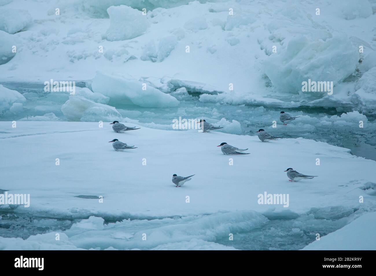 Arctic birds in Spitsbergen Stock Photo